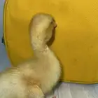 بطه صغيره للبييع