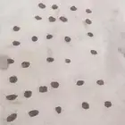 بذور سدر للبيع