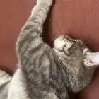 قطه للتبني عمر 4 شهور