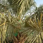 رطب