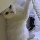 قطه صغيره