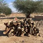 للبيع  سيارات  مواشي