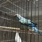 جوز درة هولندي متوفر اقساط لمدة سنه