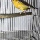 ذكر كناري