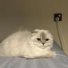 قطه للبيع