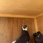 حمام قلابي