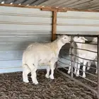 مشروع فحل حري