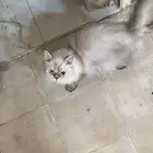 للتبني الاثنين