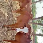 بقره دافع اول