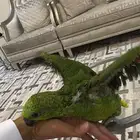 ببغا يلو ناب درجه إولى بيور فرخ (تممم البيع)