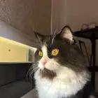 قط شيرازي ذكر