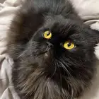 قطه للتبني