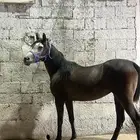 فرس لقاح شعبيه