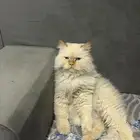 قط ضايع ( النسيم الغربي)