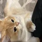 سكوتش تزاوج وليس للبيع