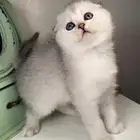 سكوتش فولد انثى ذكر بيرشن هاف بيكي فيس هملايا شيرازي قطط قطه