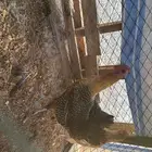 للبيع دجاج بلدي