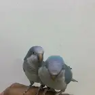 طيور كويكر أليفه ومتكلمه