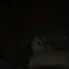 قطوه