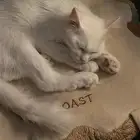قط للتبني