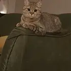 قط ضايع فمحاسن ارامكو