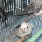 للبيع   العمرمن 10 إلى 15 سنة تقريبا .ذكر و انثى