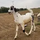 عرض جفره فاخره نادره