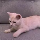 قطط