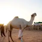 مصور ( صور - فيديو )
