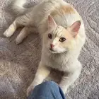 بسه للبيع اليفه نظيفه من الامراض سبب البيع عندي 2 .