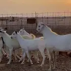 جفار بيشيات