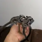 سنجاب شوقر قلايد