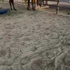 بكر ثنيه