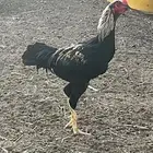 دجاج شامو ياباني