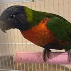 فرخ لوري عمره شهرين مباع