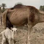 ناقه خلفه تحتها قعود