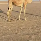 بكرة هجن اصيل ذلول شكلها طيب