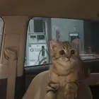 قط سكوتش فولد