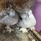 حمام زوج رقاص هندي