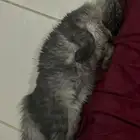 قط تبني