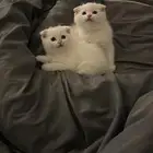 قطط سكوتش فولد للبيع