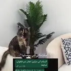 قطوهه ضايعه