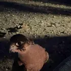 شيهانة للبيع