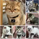 ذكر سكوتش ستريت للتزاوج