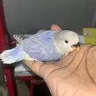 فرخ روز للبيع