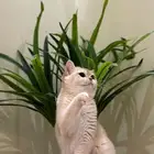 قطة سكوتش ستريت للتزاوج