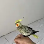 كروان للبيع
