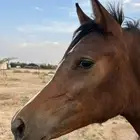 مهره شعبيه كفو