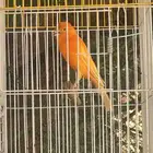 كناري ذكر تغريد