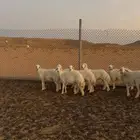 متابيع حريات خلفات